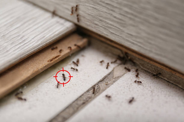 Best Pest Control Near Me in Youngsville, PA